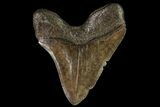 Brown, Fossil Megalodon Tooth - Georgia #96656-1